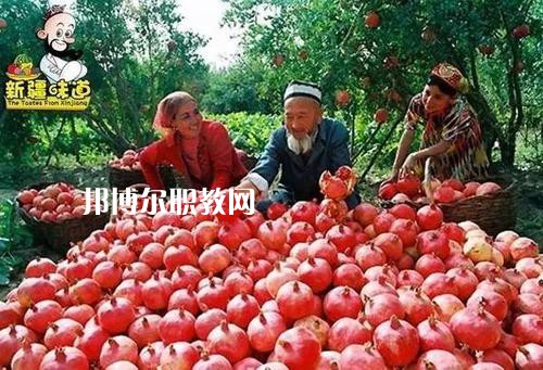 新疆喀什地區(qū)衛(wèi)生學校網站網址